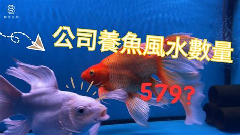 魚缸養魚數量|【魚要養幾隻比較好】家裡養幾條魚財運好？養單數吉利還是雙。